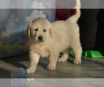 Small Photo #1 English Cream Golden Retriever Puppy For Sale in NEWVILLE, PA, USA