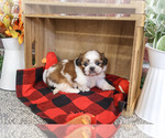 Joey - Male Shih Tzu Puppy for Sale - Photo #5