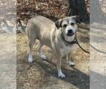Small #11 Mutt