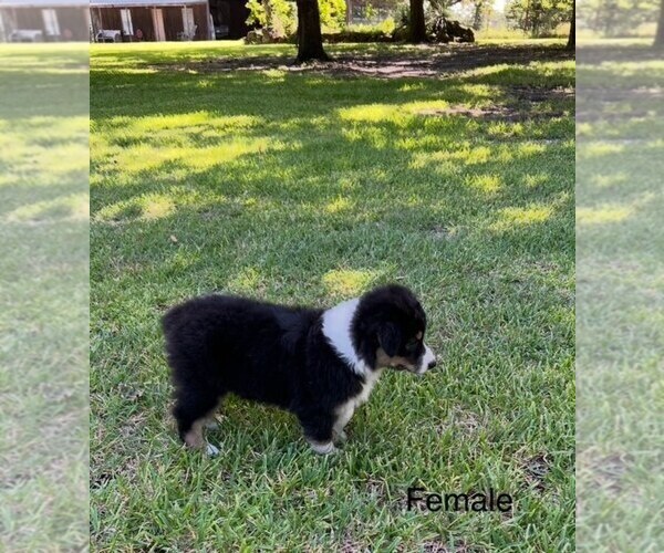 Medium Photo #5 Australian Shepherd Puppy For Sale in ENNIS, TX, USA