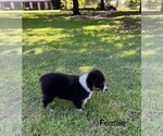 Small #4 Australian Shepherd