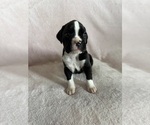 Small #4 Boxer