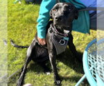 Small Photo #5 Mutt Puppy For Sale in Fargo, ND, USA