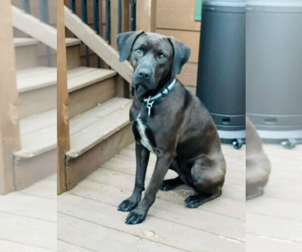 Medium Photo #3 Boxador Puppy For Sale in Minneapolis, MN, USA