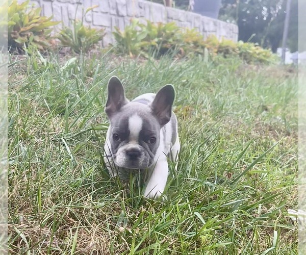 Medium Photo #7 French Bulldog Puppy For Sale in MILLVILLE, MN, USA