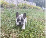 Small #6 French Bulldog
