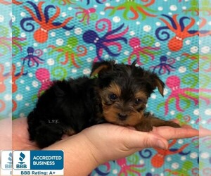 Yorkshire Terrier Puppy for sale in WINNSBORO, LA, USA