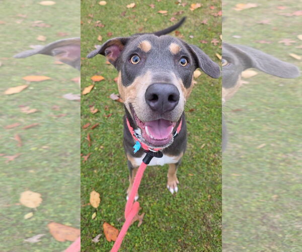 Medium Photo #9 Doberman Pinscher-Unknown Mix Puppy For Sale in Rockaway, NJ, USA