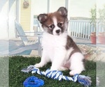 Small #2 Pomeranian