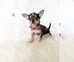 Small #5 Chihuahua