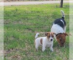 Puppy Leia Jack Russell Terrier