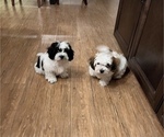 Small Photo #2 Zuchon Puppy For Sale in UTICA, MI, USA
