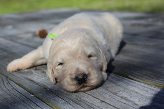 Goldendoodle Puppy for sale in GLASGOW, KY, USA