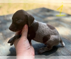 German Shorthaired Pointer Puppy for sale in BONIFAY, FL, USA