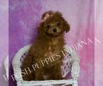 Small Photo #75 Poodle (Miniature) Puppy For Sale in WARSAW, IN, USA