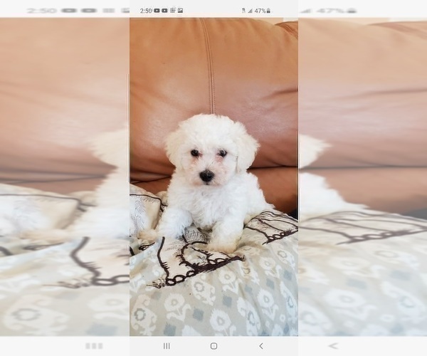Full screen Photo #12 Bichon Frise Puppy For Sale in JURUPA VALLEY, CA, USA