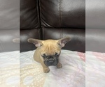 Small Photo #17 French Bulldog Puppy For Sale in CHESAPEAKE, VA, USA