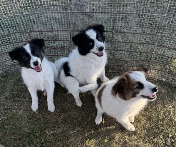 Medium Photo #1 American Eskimo Dog-Unknown Mix Puppy For Sale in KALONA, IA, USA
