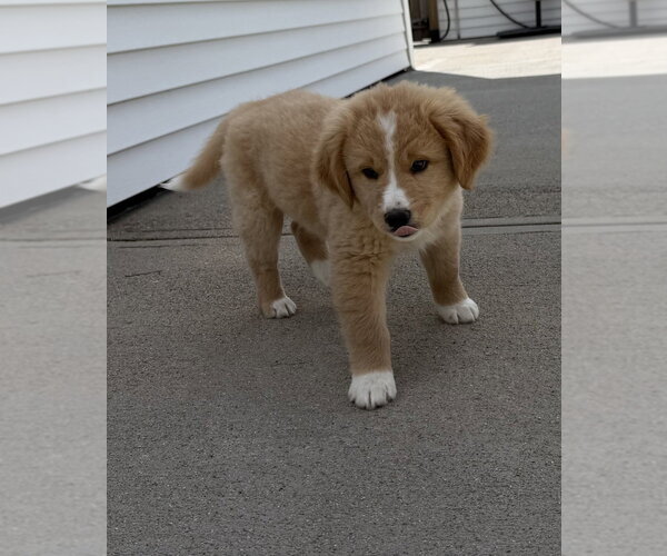 Medium Photo #3 Labrador Retriever-Unknown Mix Puppy For Sale in Aurora, IN, USA