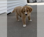 Small #2 Labrador Retriever Mix
