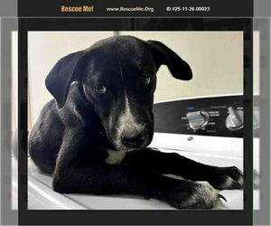 American Pit Bull Terrier-Labrador Retriever Mix Dogs for adoption in Benton, PA, USA