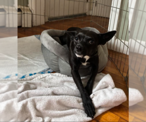 Chihuahua-Unknown Mix Dogs for adoption in Cranston, RI, USA