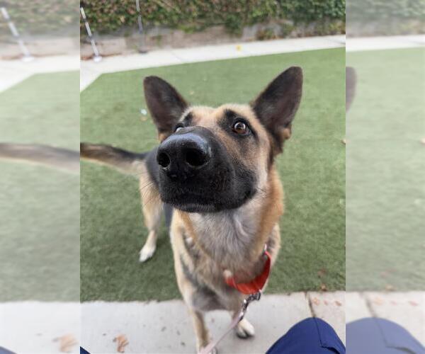 Medium Photo #2 German Shepherd Dog-Unknown Mix Puppy For Sale in Elk Grove, CA, USA