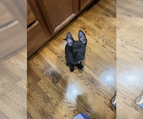 Medium Photo #7 American Staffordshire Terrier-Labrador Retriever Mix Puppy For Sale in Holly Springs, NC, USA