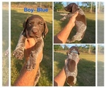 Puppy Male Blue German Shorthaired Pointer