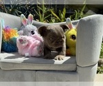 Small Photo #15 French Bulldog Puppy For Sale in LEHIGH ACRES, FL, USA