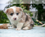 Small Photo #30 Pembroke Welsh Corgi Puppy For Sale in NEW CONCORD, OH, USA