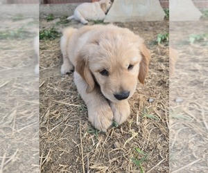 Golden Retriever Puppy for sale in TALIHINA, OK, USA