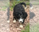 Small #1 Miniature Bernedoodle