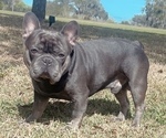 Small Photo #1 French Bulldog Puppy For Sale in VALRICO, FL, USA