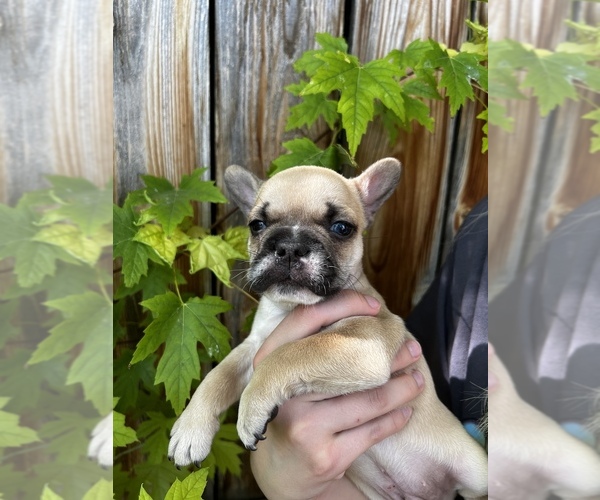 Medium Photo #9 French Bulldog Puppy For Sale in IDAHO FALLS, ID, USA