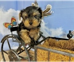 Small #24 Yorkshire Terrier
