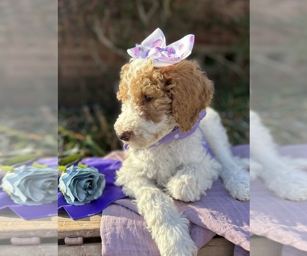 Full screen Photo #16 Goldendoodle Puppy For Sale in SHERMAN, TX, USA