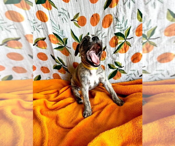 Medium Photo #4 Mutt Puppy For Sale in OKLAHOMA CITY, OK, USA