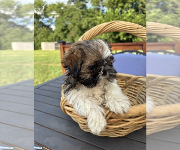 Medium Photo #3 Shih Tzu Puppy For Sale in GREENFIELD, IN, USA