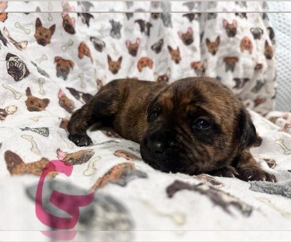 Medium Photo #2 Boxer-Unknown Mix Puppy For Sale in Dumont, NJ, USA