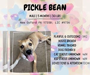 Labrador Retriever-Unknown Mix Dogs for adoption in New Oxford , PA, USA