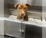 Small #4 American Pit Bull Terrier