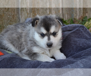 Alaskan Klee Kai Puppy for sale in GREENWOOD, WI, USA