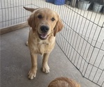 Puppy Green Boy Golden Retriever