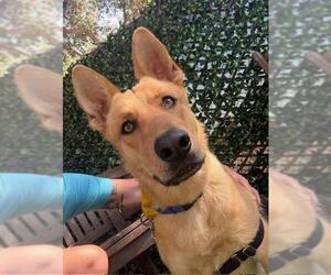 German Shepherd Dog Dogs for adoption in Santa Barbara, CA, USA