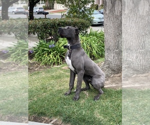 Great Dane Puppy for sale in NEWARK, CA, USA