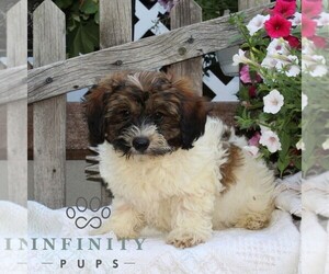 Bichpoo Puppy for sale in RISING SUN, MD, USA