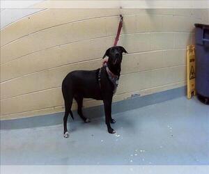 Labrador Retriever-Unknown Mix Dogs for adoption in Tulsa, OK, USA