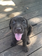 Labrador Retriever Puppy for sale in STOCKTON, MO, USA