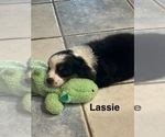 Small Photo #3 Miniature Australian Shepherd Puppy For Sale in LAKELAND, FL, USA